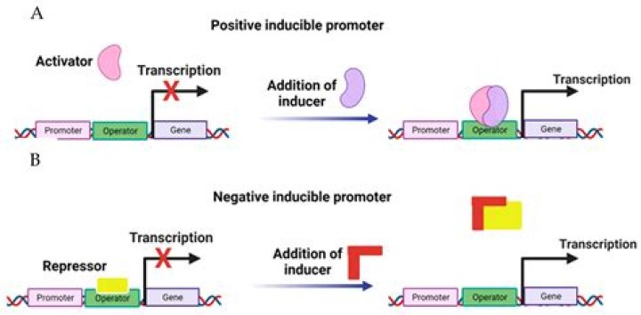 Is ethylene a growth promoter or inhibitor