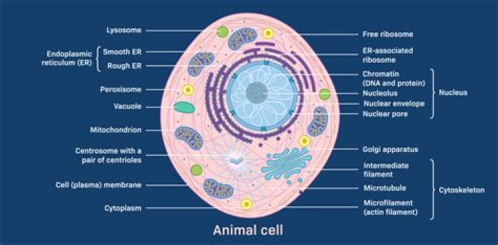 Is eukaryotic animal or plant