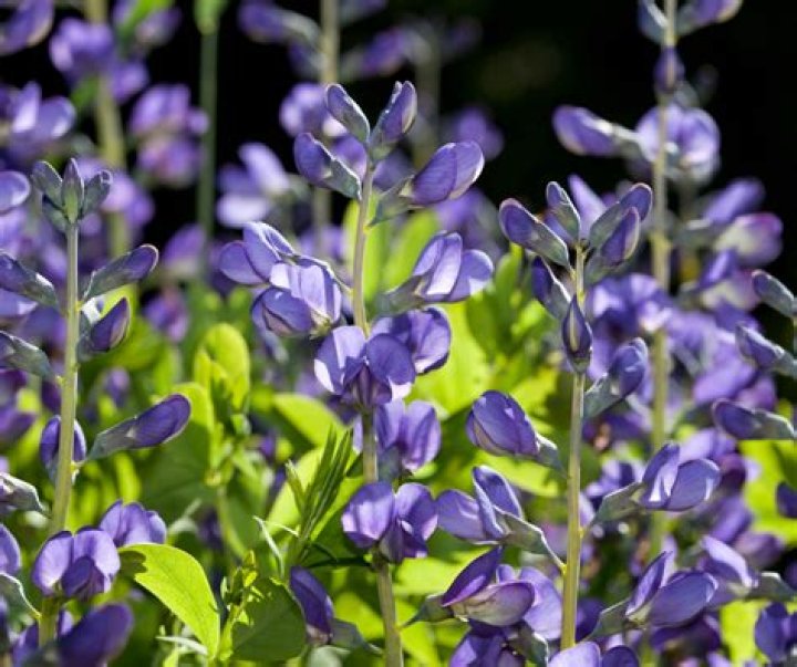 Is false indigo Evergreen