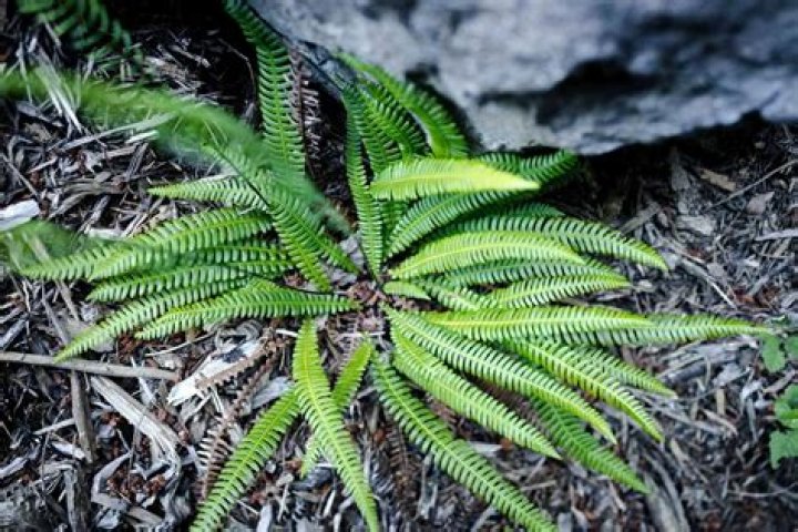Is Fern deer resistant