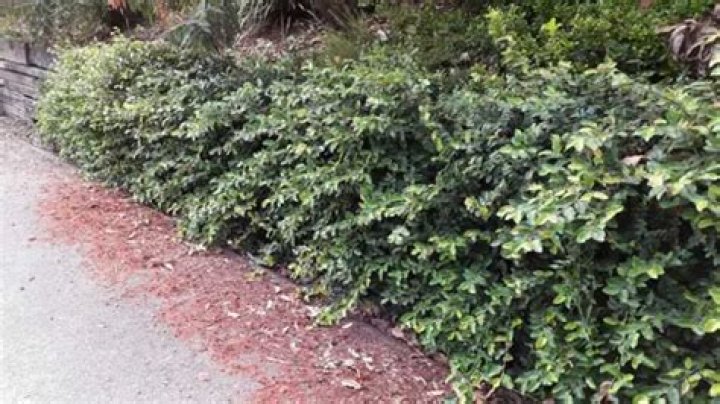 Is Ficus pumila invasive
