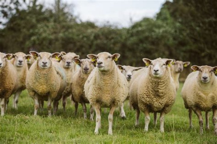 Is flock of sheep correct