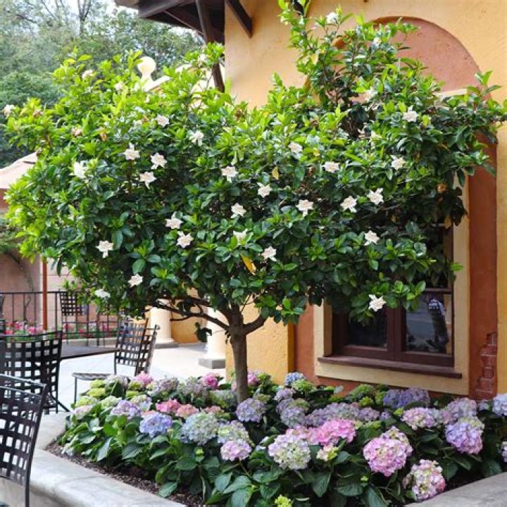 Is gardenia a bush or a tree