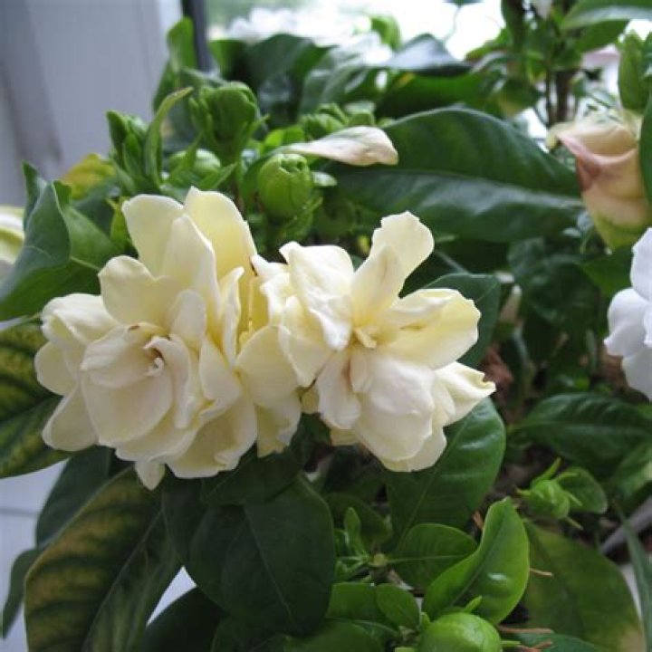Is gardenia an indoor plant