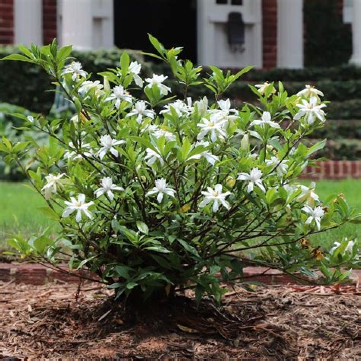 Is Gardenia jasminoides Evergreen