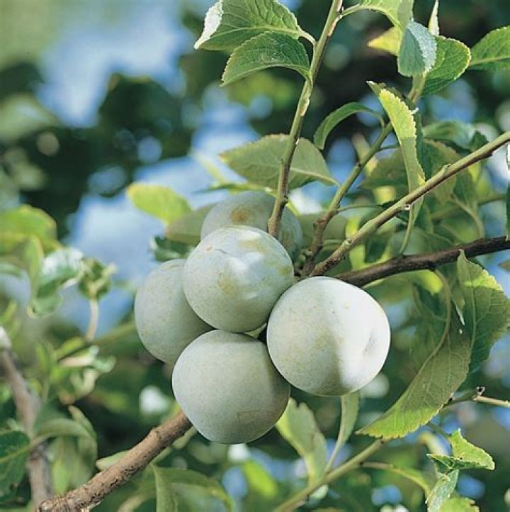 Is Green Gage Plum self pollinating