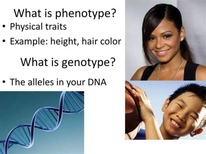 Is hair a genotype or phenotype
