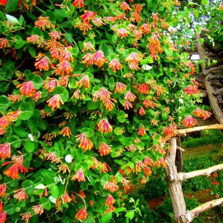 Is Halls honeysuckle fragrant