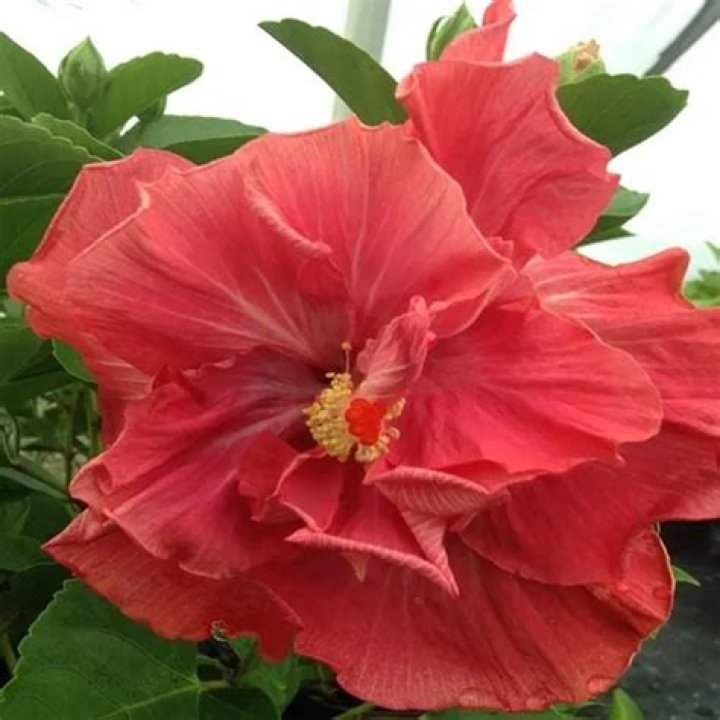 Is Hibiscus a hybrid