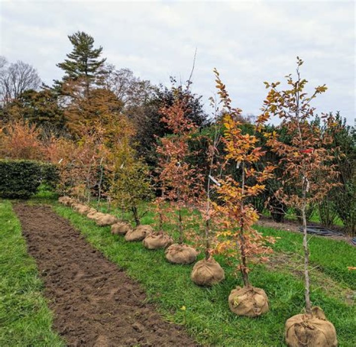 Is hornbeam fast growing