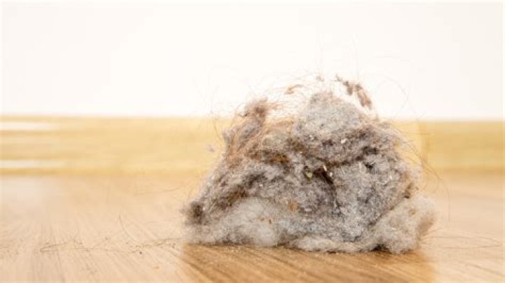 Is house dust mostly dead skin