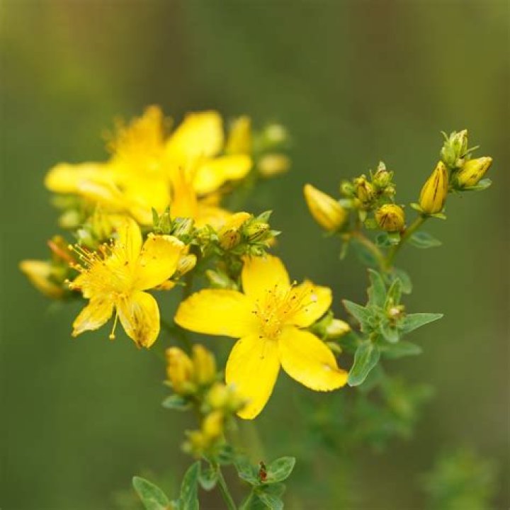 Is Hypericum Androsaemum poisonous