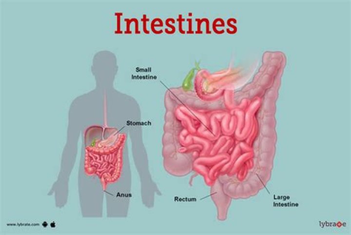 Is intestine safe to eat
