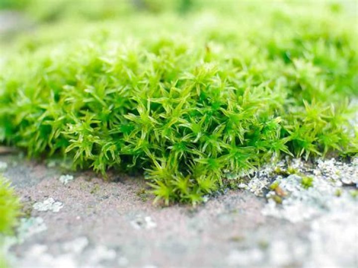 Is Irish Moss really Moss
