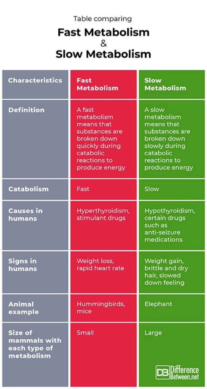 Is it better to have a fast or slow metabolism