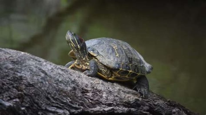 Is it good to keep live tortoise at home