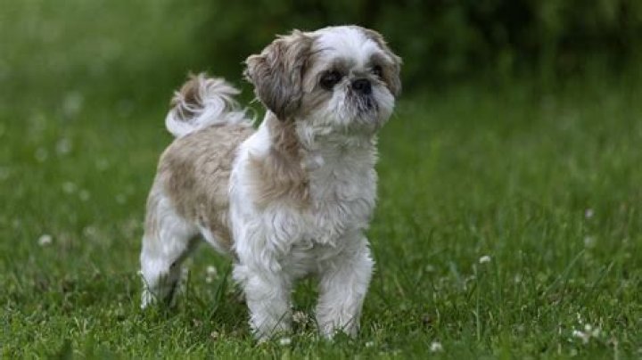 Is it normal for my Shih Tzu to sleep a lot