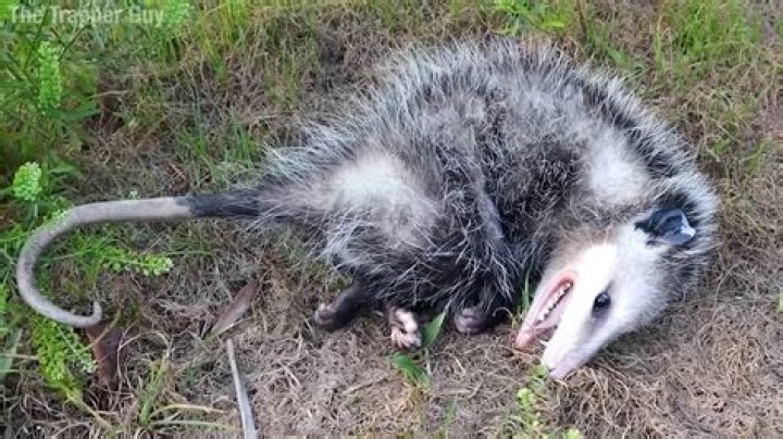 Is it normal for possums to be out in the daytime