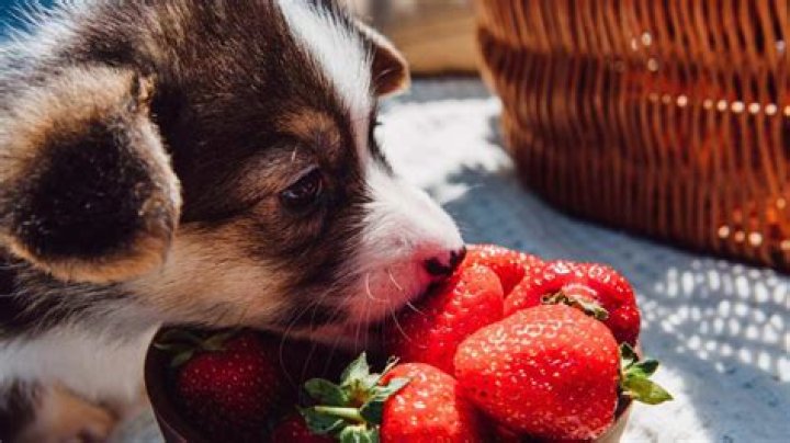 Is it OK for dogs to eat strawberries