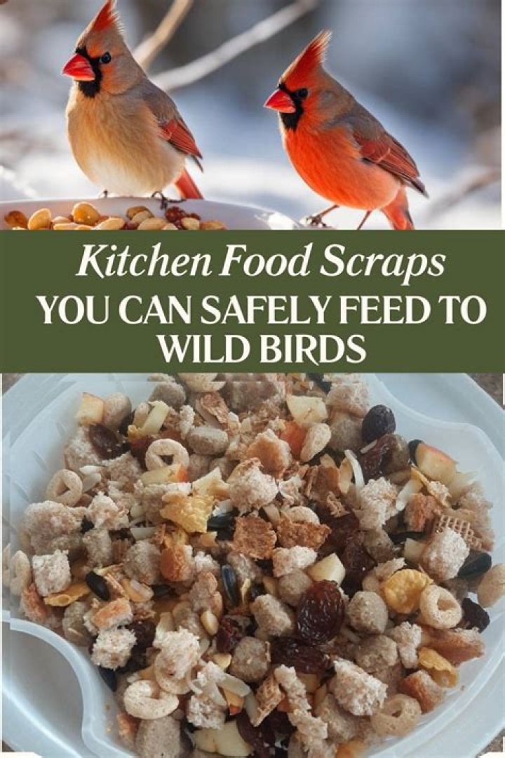 Is it OK to feed wild birds cooked rice