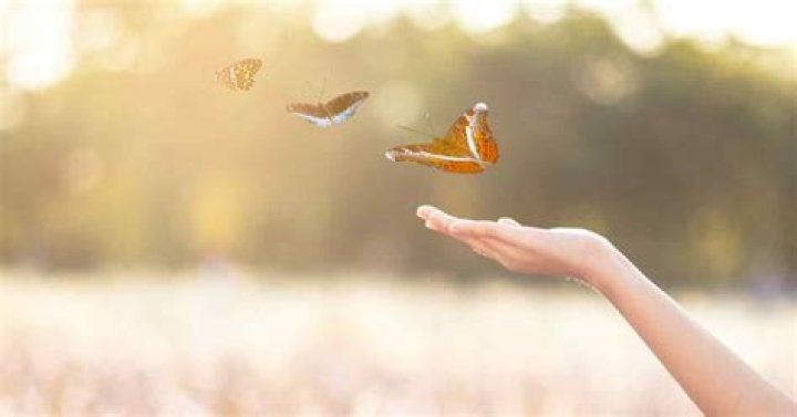 Is it OK to release butterflies in the rain