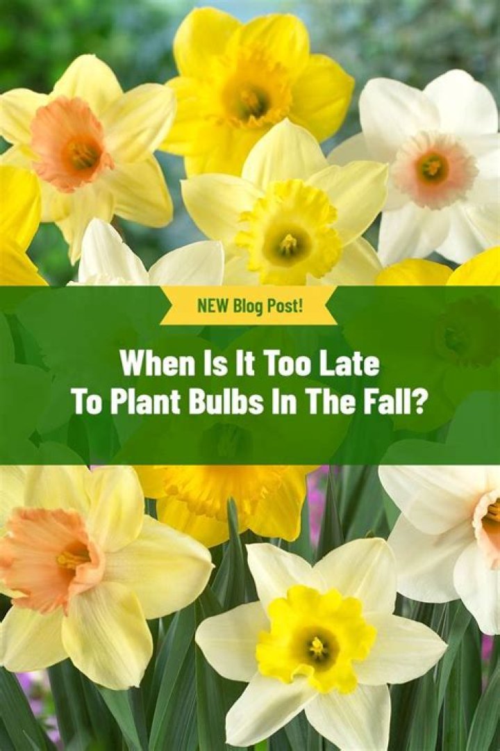 Is it too late to plant bulbs UK
