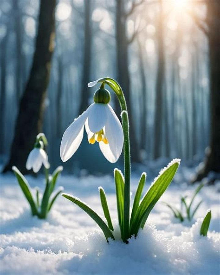 Is it unlucky to have snowdrops in the house