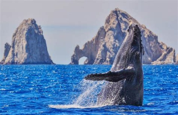 Is it whale watching season in Southern California