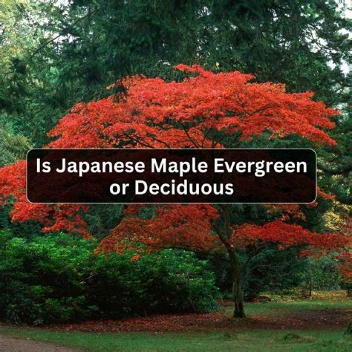 Is Japanese maple Evergreen
