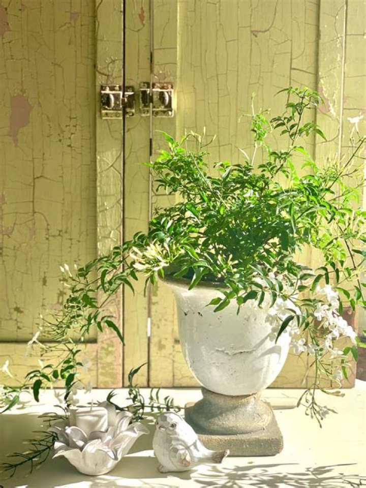 Is Jasmine a good indoor plant