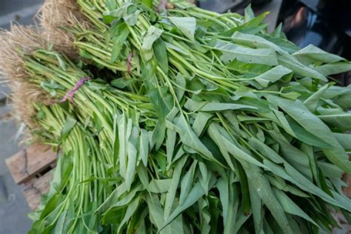 Is Kangkong same as spinach