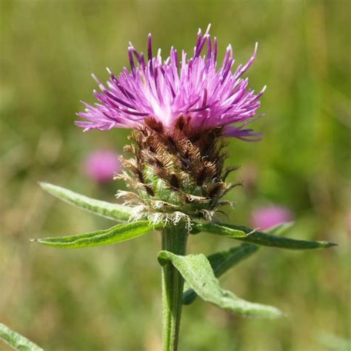 Is knapweed a herb