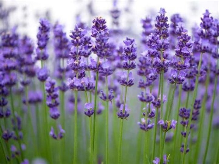 Is Lavender a herb or flower