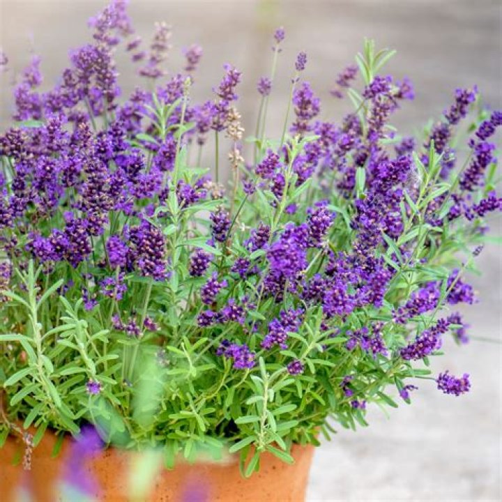 Is Lavender a perennial in Ontario