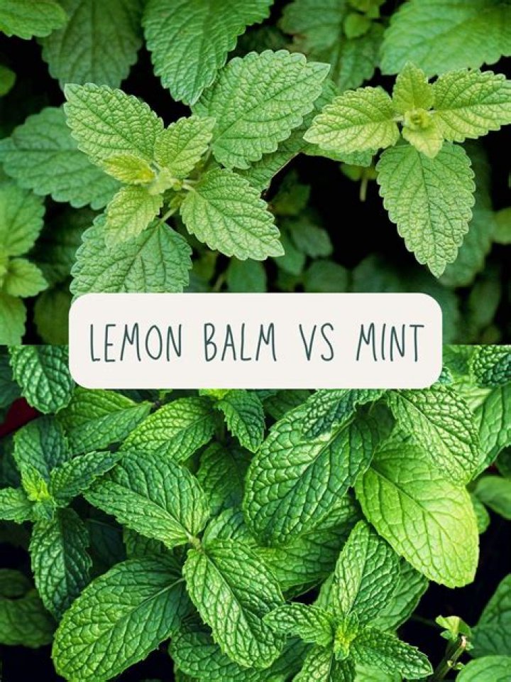 Is lemon balm good for your skin