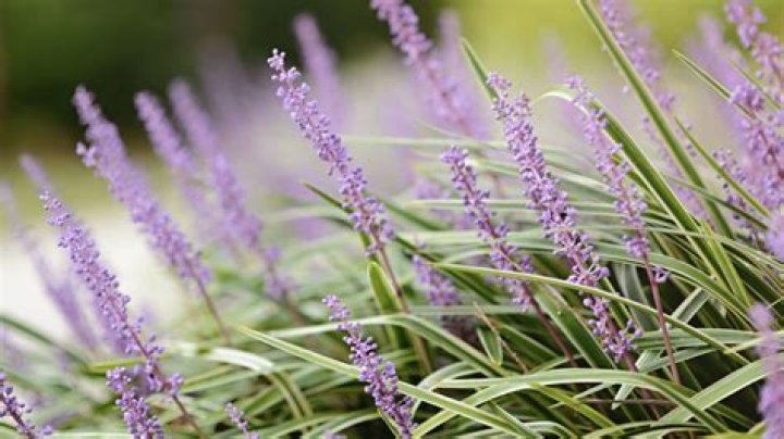 Is Liatris spicata deer resistant