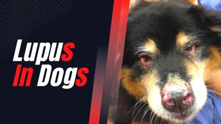 Is lupus painful for dogs
