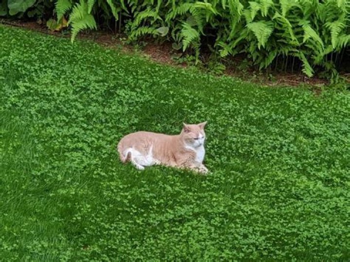 Is manure good for lawns