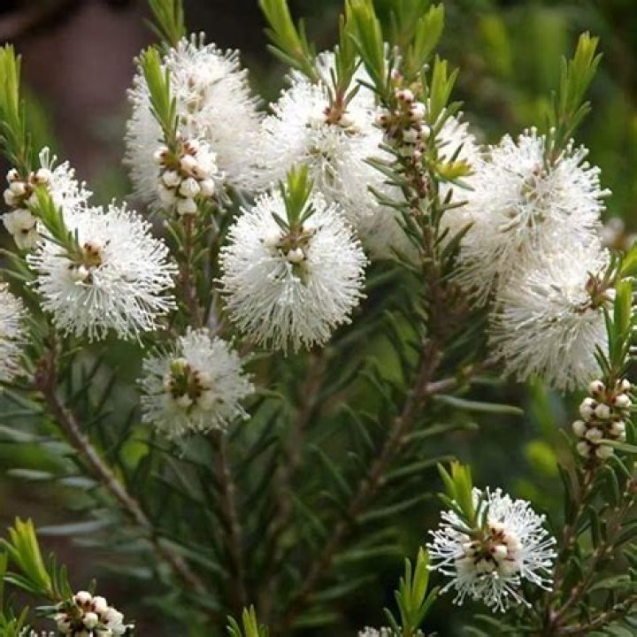 Is Melaleuca same as tea tree oil