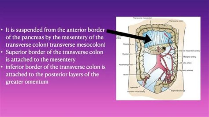 Is Mesocolon the same as mesentery