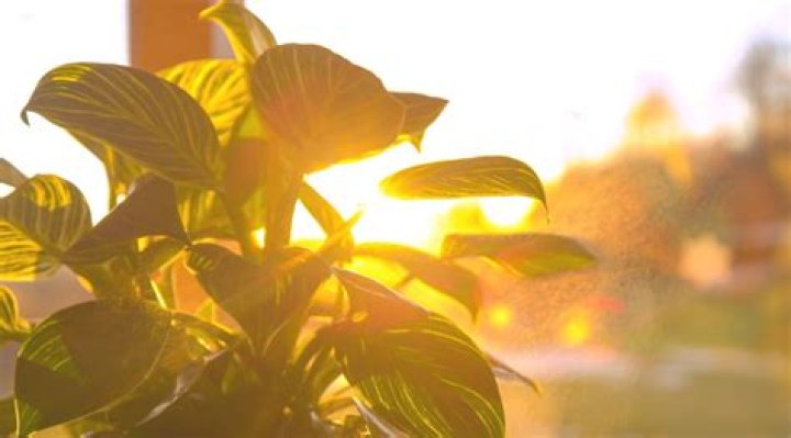 Is morning sun good for plants