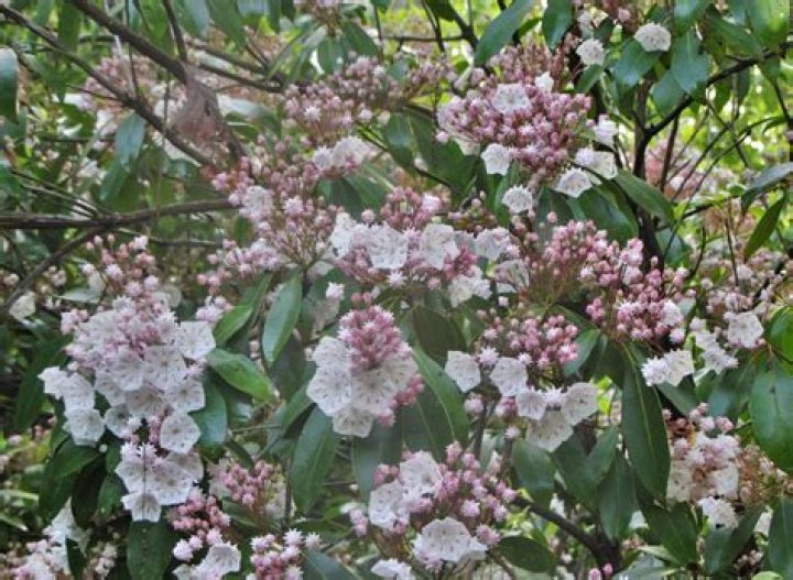 Is Mountain Laurel a perennial