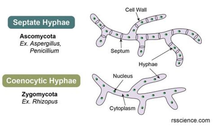 Is mucor Septate or Nonseptate