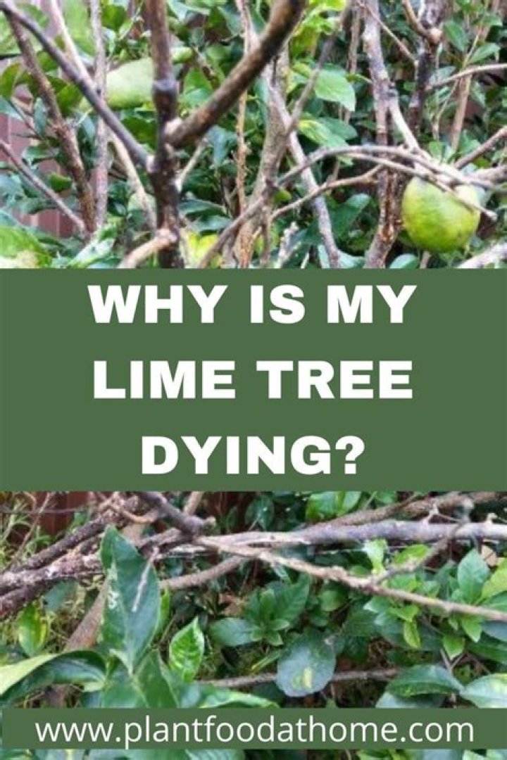 Is my lime tree dying