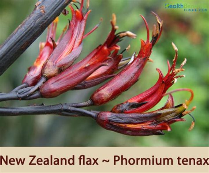 Is New Zealand flax poisonous