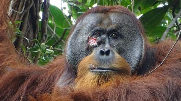 Is Nutella bad for orangutans