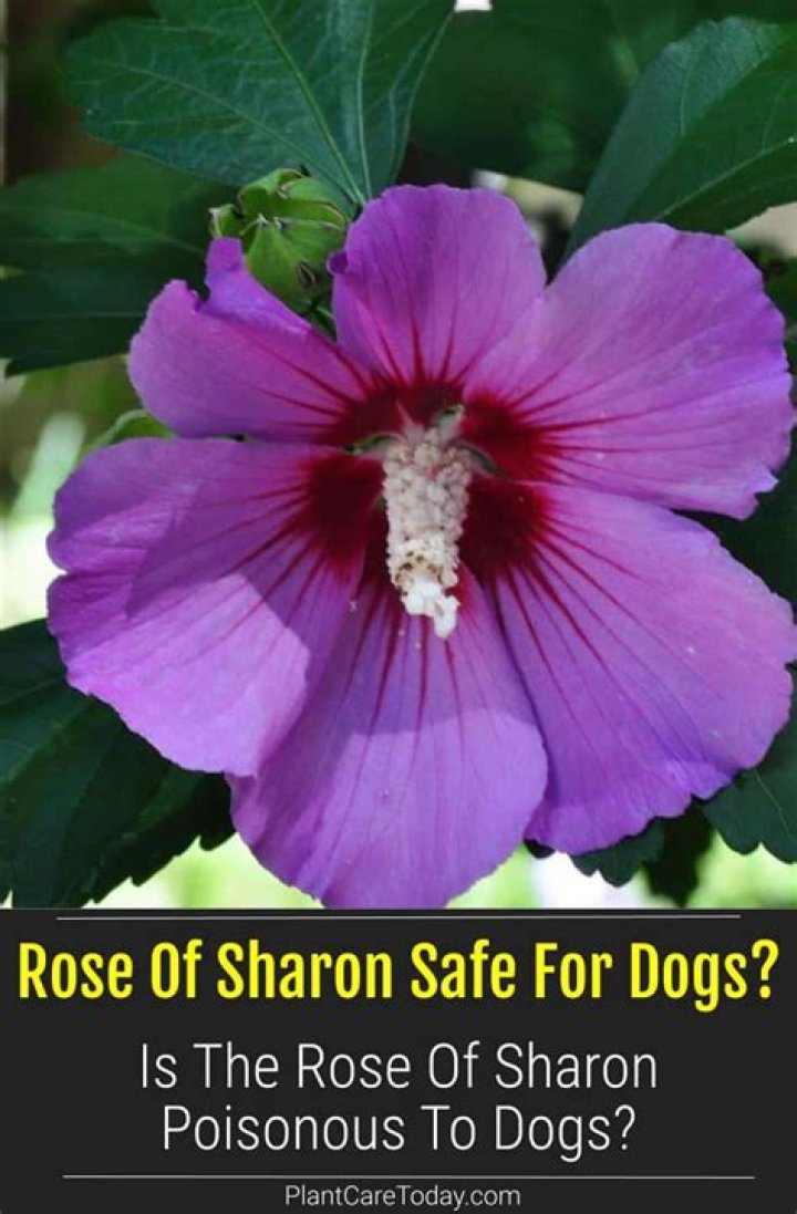 Is oak bark poisonous to dogs