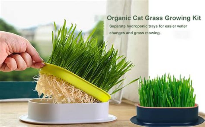 Is oat grass and cat grass the same