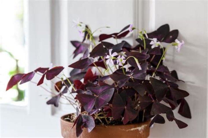 Is Oxalis triangularis invasive
