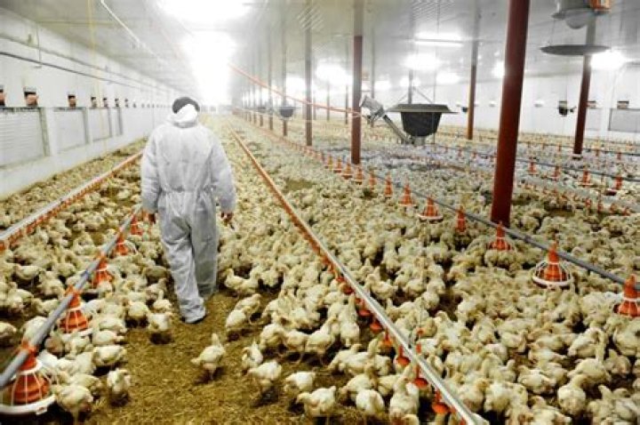 Is Perdue chicken humanely raised